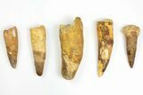 Lot: to Bargain Spinosaurus Teeth - Pieces #141589-1
